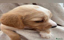 Labrador Retriever dogs for sale: Stunning Labrador puppies ready Wednesday!!! - Image 12
