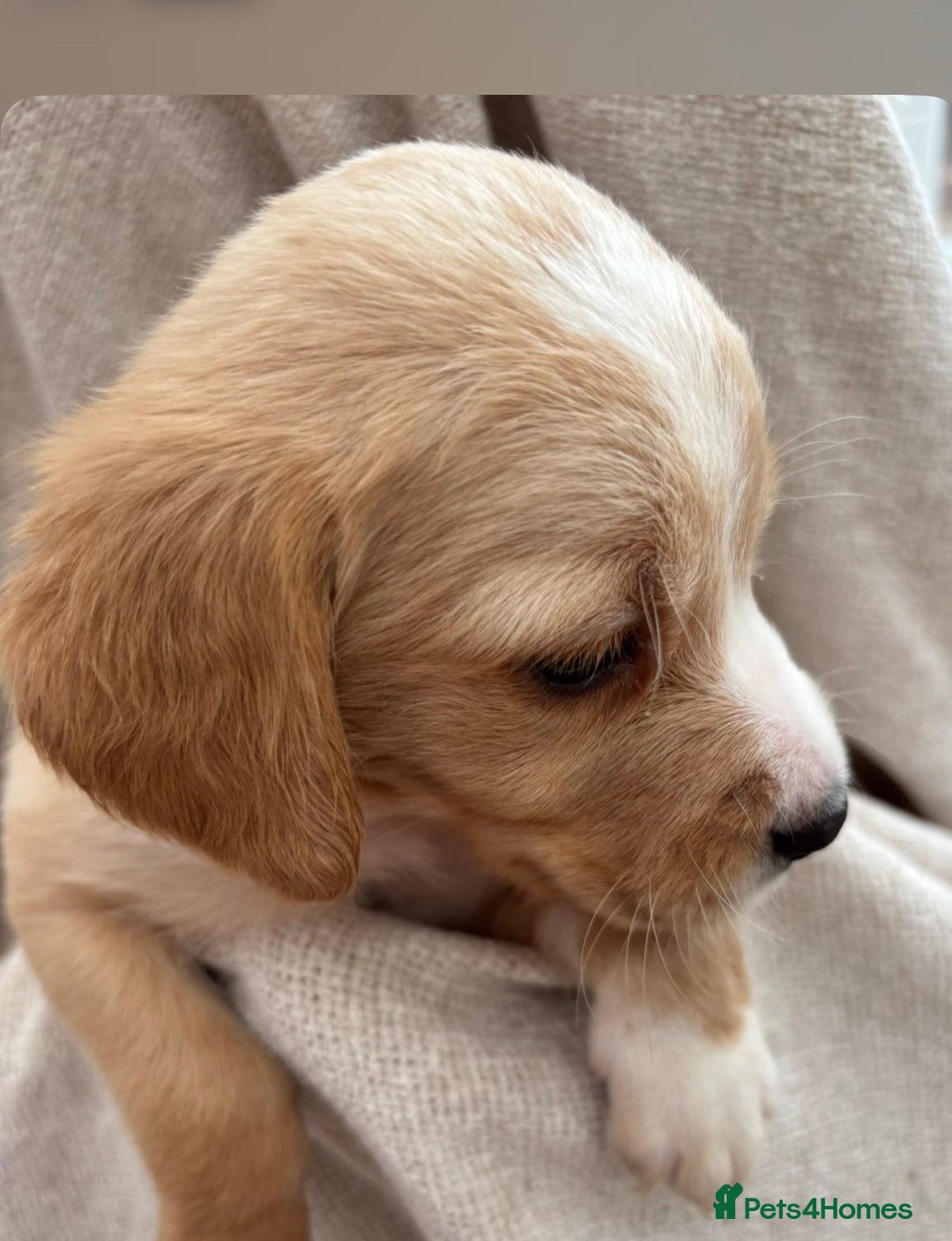 Labrador Retriever dogs for sale: Stunning Labrador puppies ready Wednesday!!! - Image 12