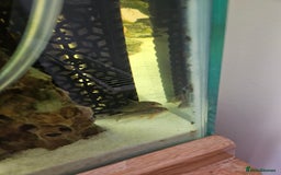 Fancy Goldfish fish for sale: Selection of fancy gold fish - Image 6