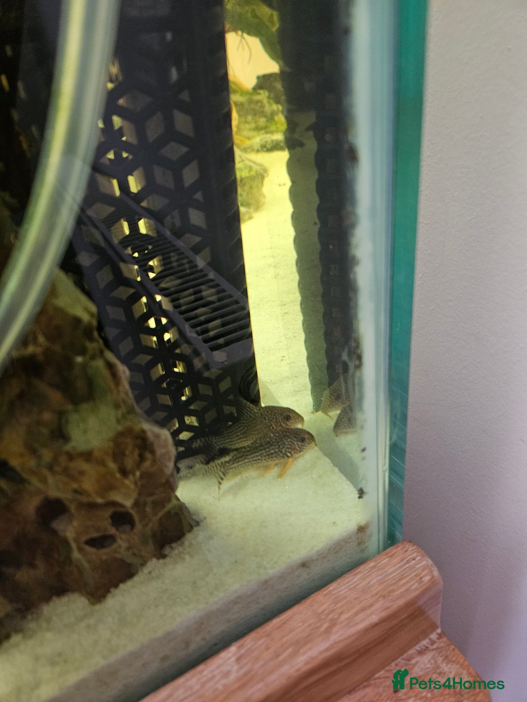 Fancy Goldfish fish for sale: Selection of fancy gold fish - Image 6