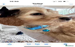 Mixed Breed dogs for sale: Beautiful Sproodle puppies stunning  - Image 10