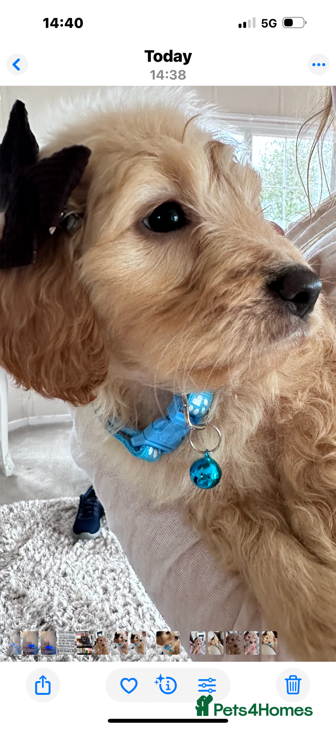 Mixed Breed dogs for sale: Beautiful Sproodle puppies stunning  - Image 10