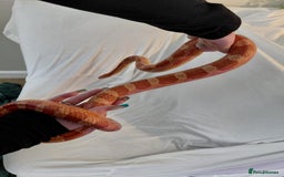 Corn Snake reptiles for sale: Corn snake  - Image 4