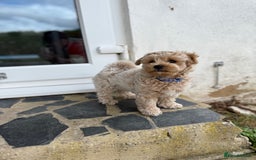 Maltipoo dogs for sale: Maltipoo - Image 3