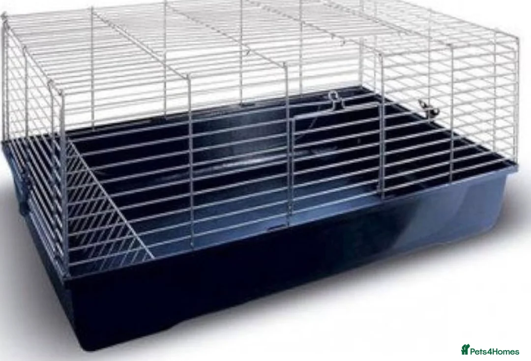 Dutch rabbits for sale: Baby rabbit WITH INDOOR CAGE - Advert 3