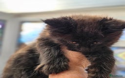 Maine Coon cats for sale: Black smoke pedigree Maine Coon in Kettering - Image 19