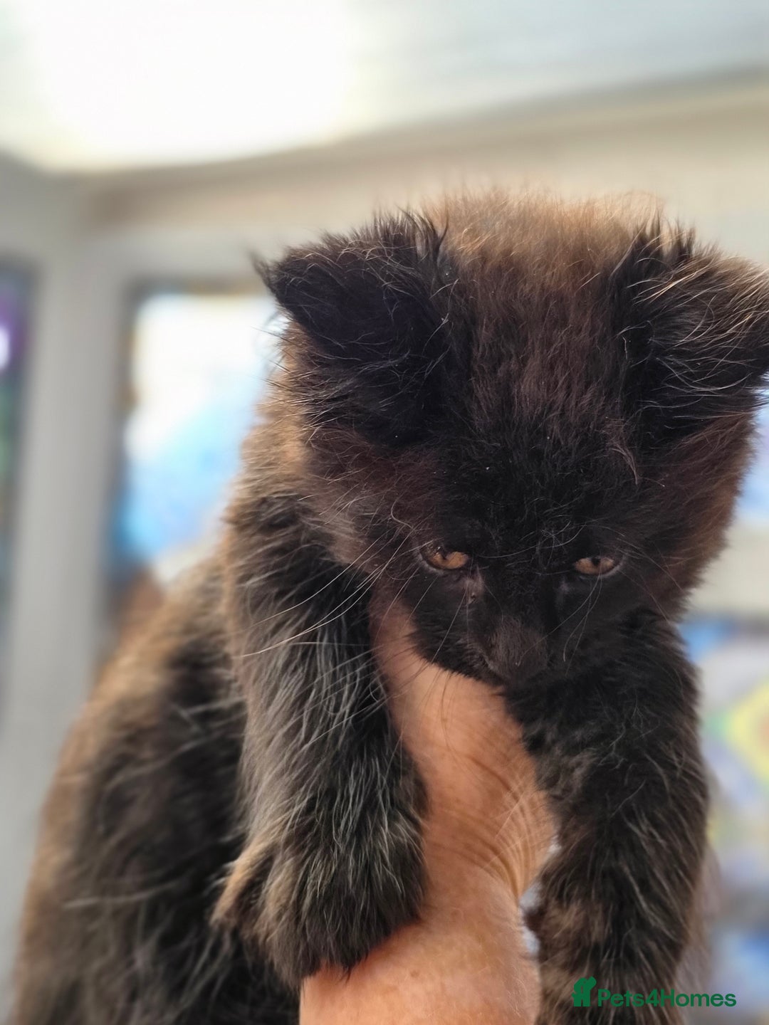 Maine Coon cats for sale: Black smoke pedigree Maine Coon in Kettering - Image 19