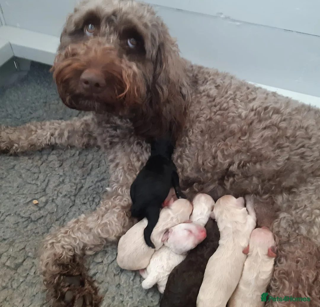 Miniature Poodle dogs for stud: Well PROVEN STUD Archie Minature Poodle  in Chard - Advert 19