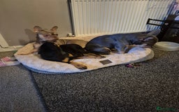 French Bulldog dogs for sale: Kiki female frenchie - Image 2