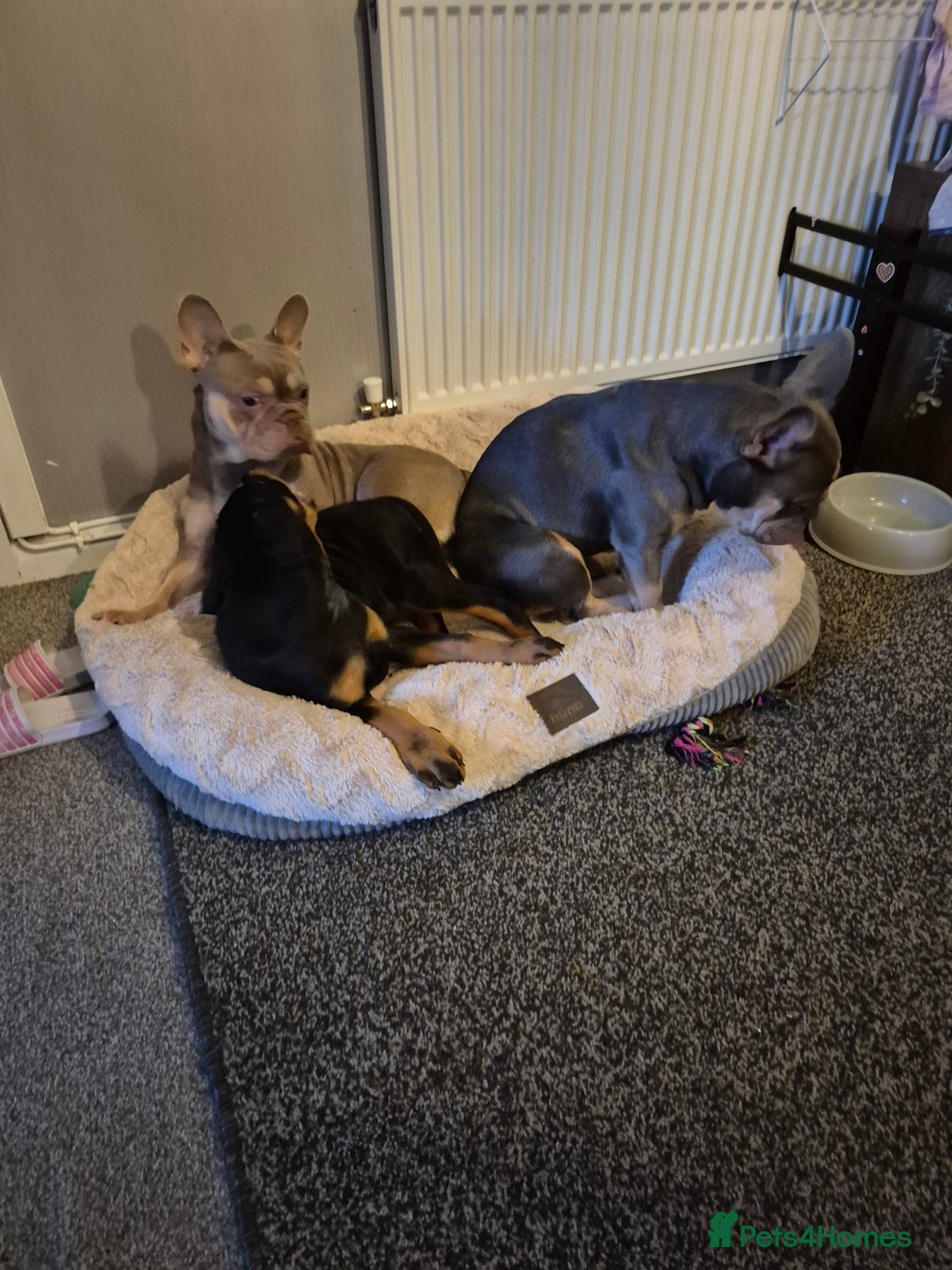 French Bulldog dogs for sale: Kiki female frenchie - Image 2