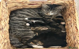 Mixed Breed cats for sale: Black & White Female Kitten - Image 6