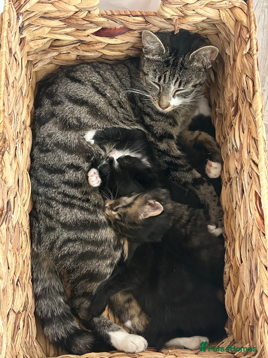 Mixed Breed cats for sale: Black & White Female Kitten - Image 6