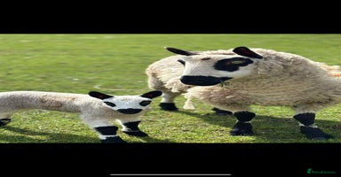 Sheep livestock - Advert 1