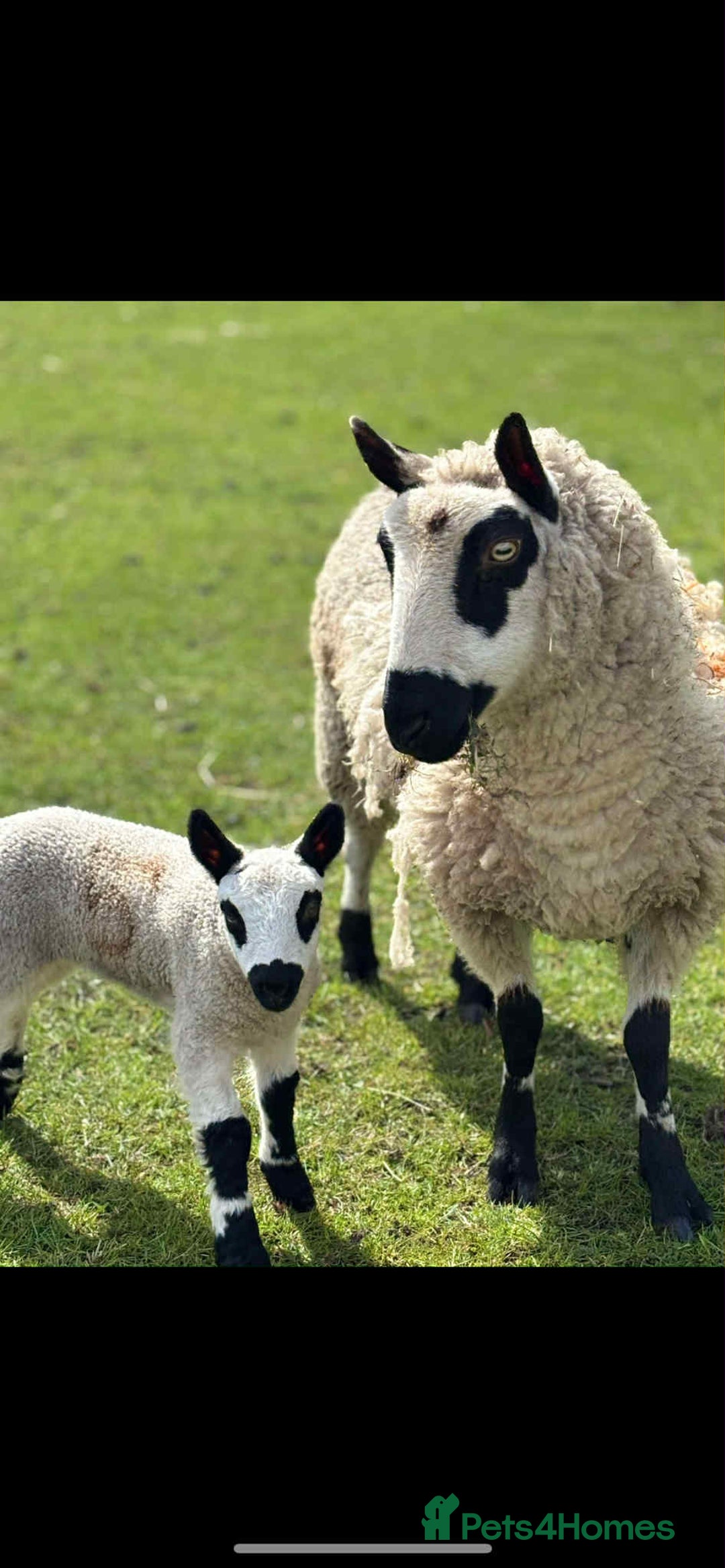 Sheep livestock for sale: Kerry Hill Tup, Ewes & Lambs  - Image 3