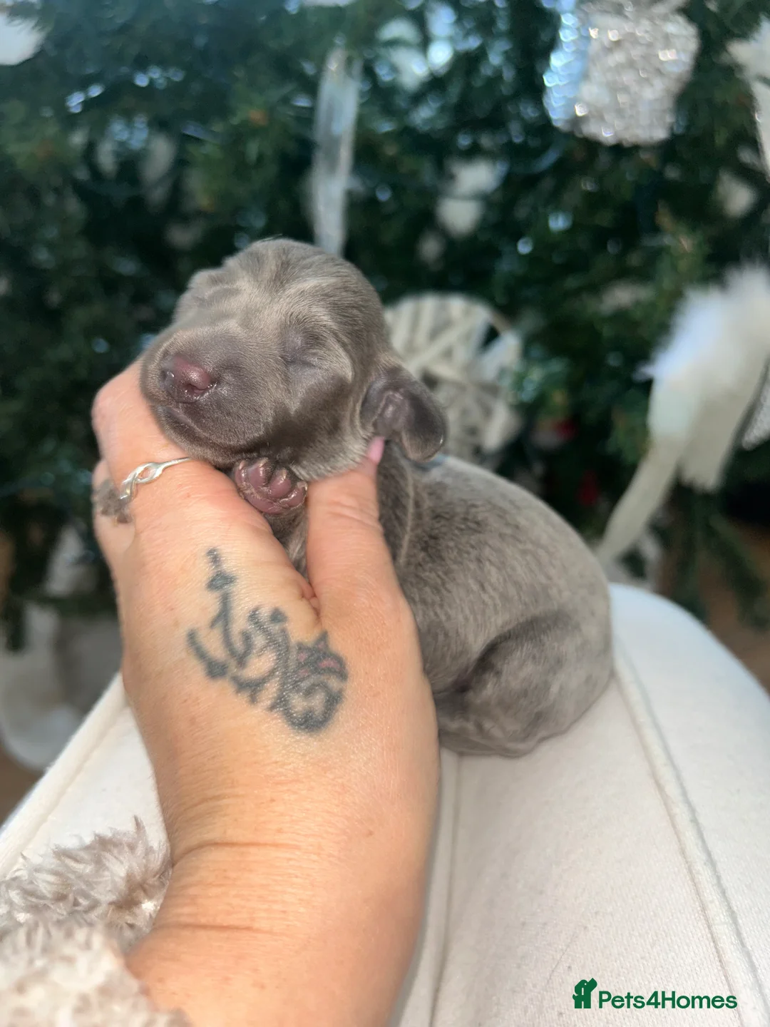 Miniature Dachshund dogs for sale: Tiny Kaninchen dachshunds  - Advert 10