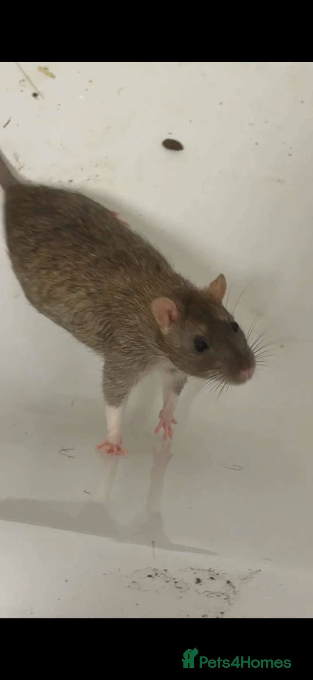 Rat rodents for sale: Oreo and tui plus the cage  in Manchester - Advert 1