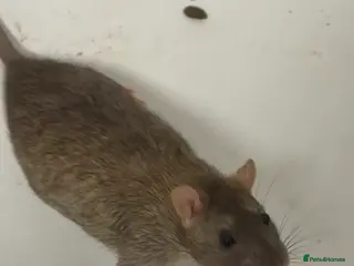 Rat rodents Oreo and tui plus the cage - Advert 1