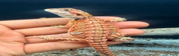 Bearded Dragon reptiles for sale: Red baby Bearded Dragons ready to go! - Advert 6