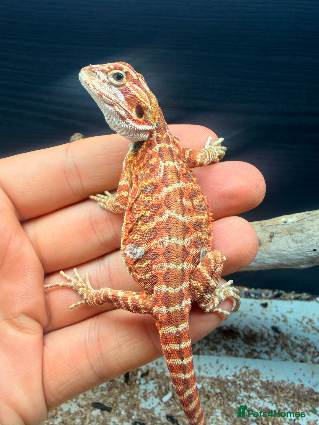 Bearded Dragon reptiles for sale: Red baby Bearded Dragons ready to go! - Advert 6