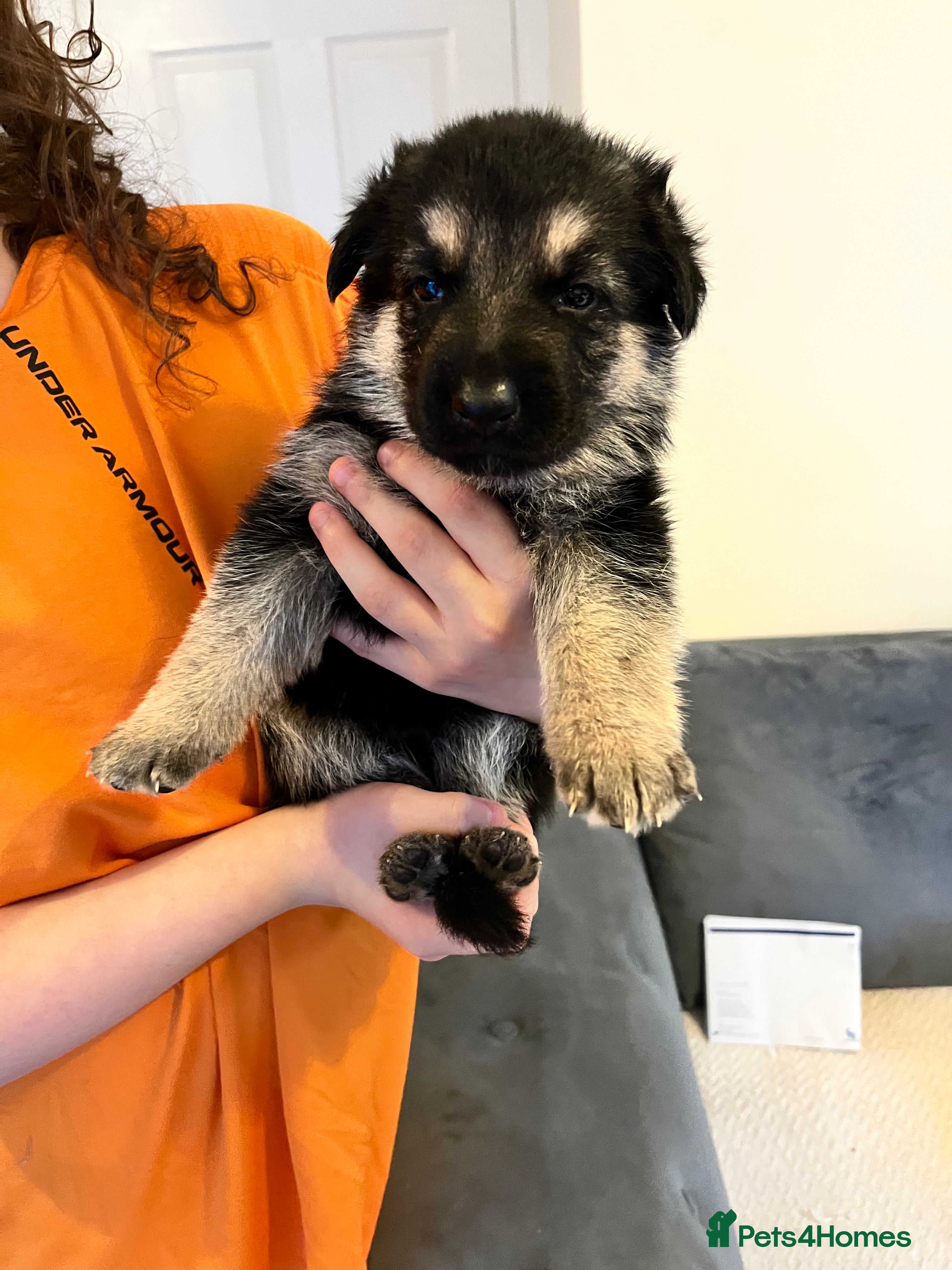 German Shepherd dogs German shepherd puppies  - Advert 8