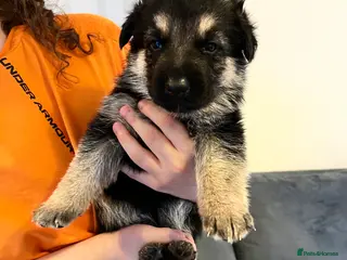 German Shepherd dogs German shepherd puppies - Advert 8