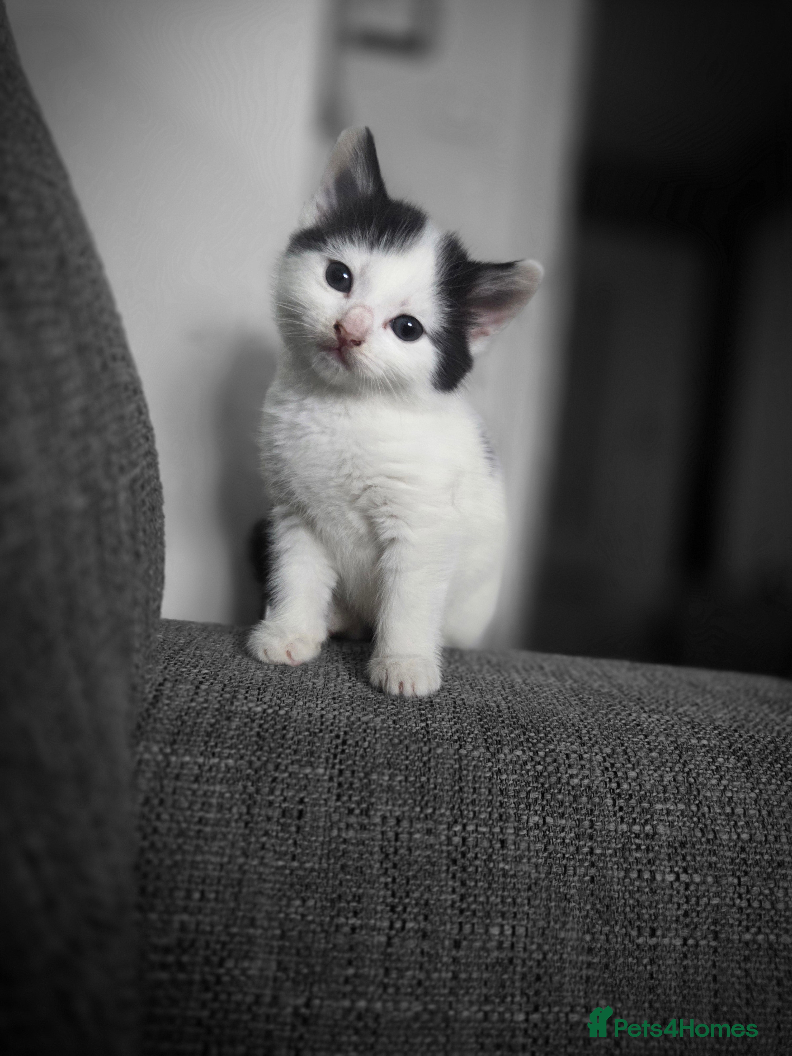 Mixed Breed cats 1 Fabulous kitten left from 5 - Advert 17