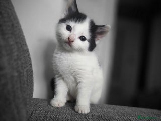 Mixed Breed cats 1 Fabulous kitten left from 5 - Advert 17