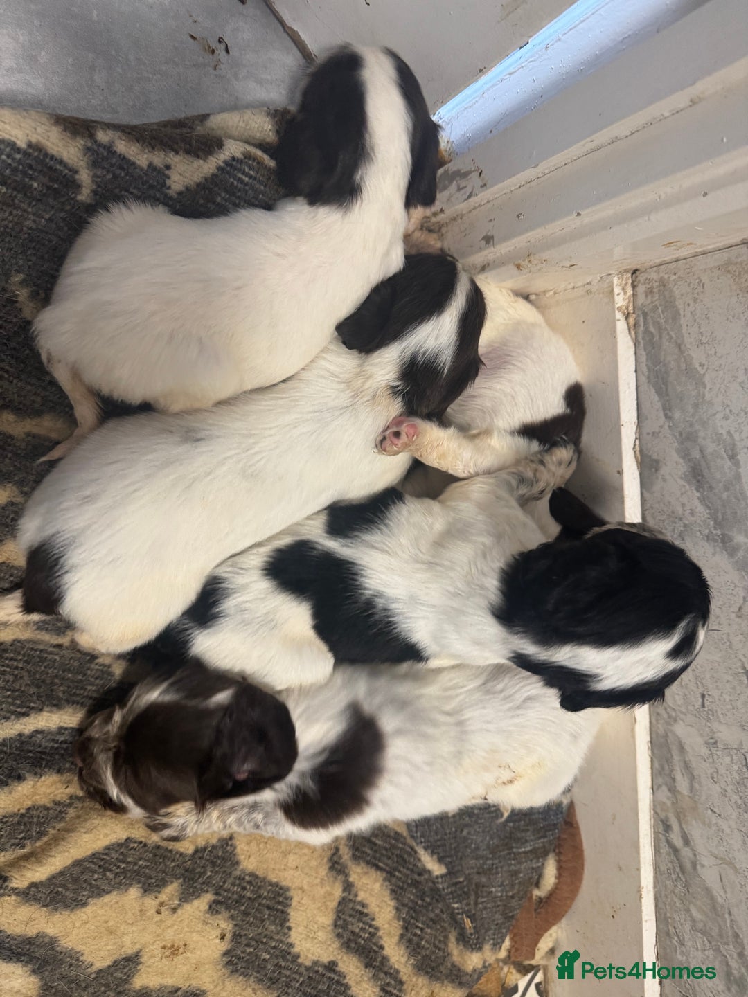 Cocker Spaniel dogs for sale: Cocker spaniel puppies working family pets - Image 9