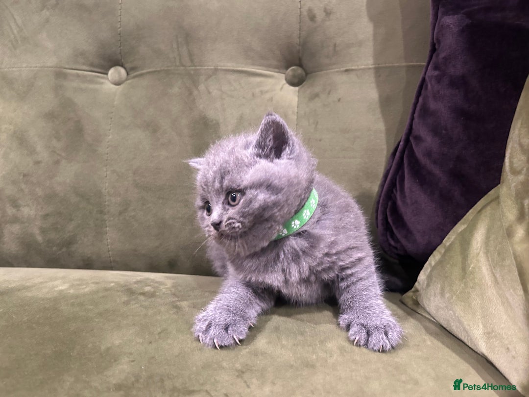 British Shorthair cats for sale: Gorgeous British shorthair kitten - Image 8