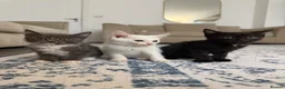 Domestic Shorthair cats for sale: 5 kittens for sale. - Advert 2