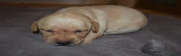 Labrador Retriever dogs for sale: Stunning Working Pedigree Labrador Puppies  in Boston - Advert 12