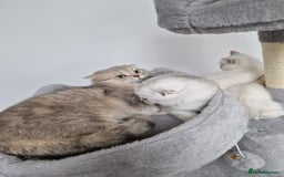 Scottish Fold cats for sale: Schotish straith and fold kittens😻 - Image 25