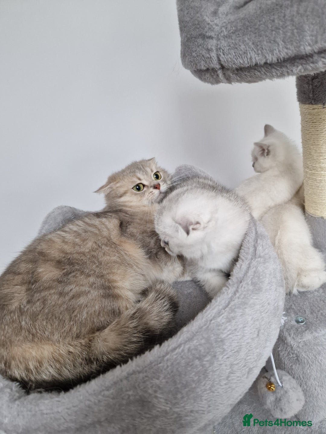 Scottish Fold cats for sale: Schotish straith and fold kittens😻 - Image 25