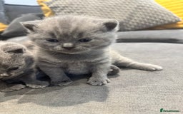 British Shorthair cats for sale: British short hair kittens  - Image 14