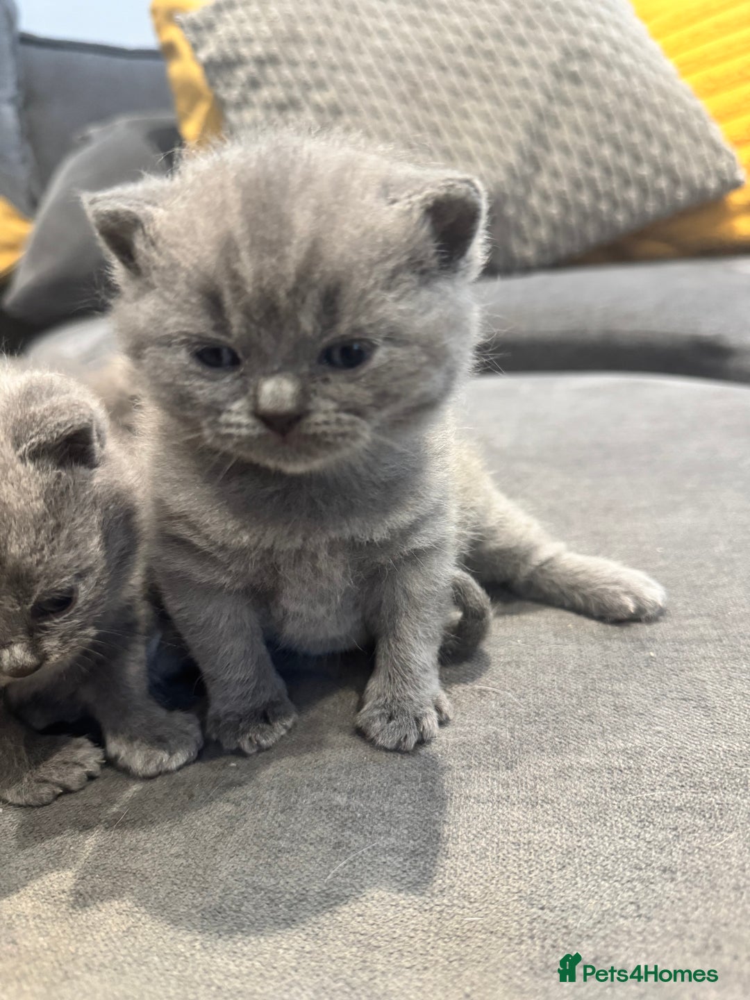 British Shorthair cats for sale: British short hair kittens  - Image 14