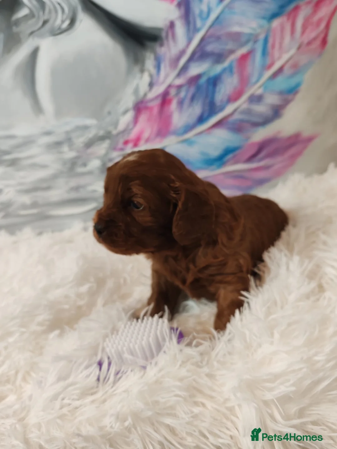 Cavapoo dogs for sale: Adorable F1 Cavapoo Puppies for Sale - Advert 2