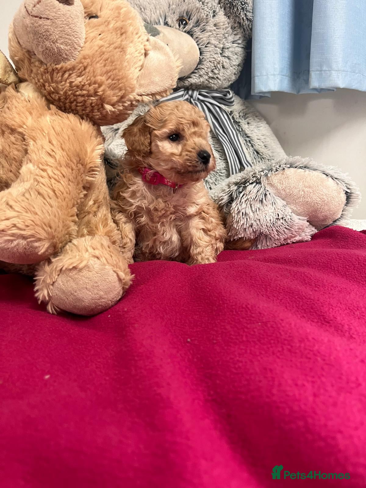 Miniature Poodle dogs 🐾 Adorable Toy Poodle Puppies for Sale! 🐾 - Advert 1