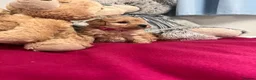 Miniature Poodle dogs for sale: 🐾 Adorable  Poodle Puppies for Sale! 🐾 - Advert 11