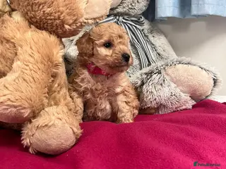 Miniature Poodle dogs 🐾 Adorable Toy Poodle Puppies for Sale! 🐾 - Advert 6