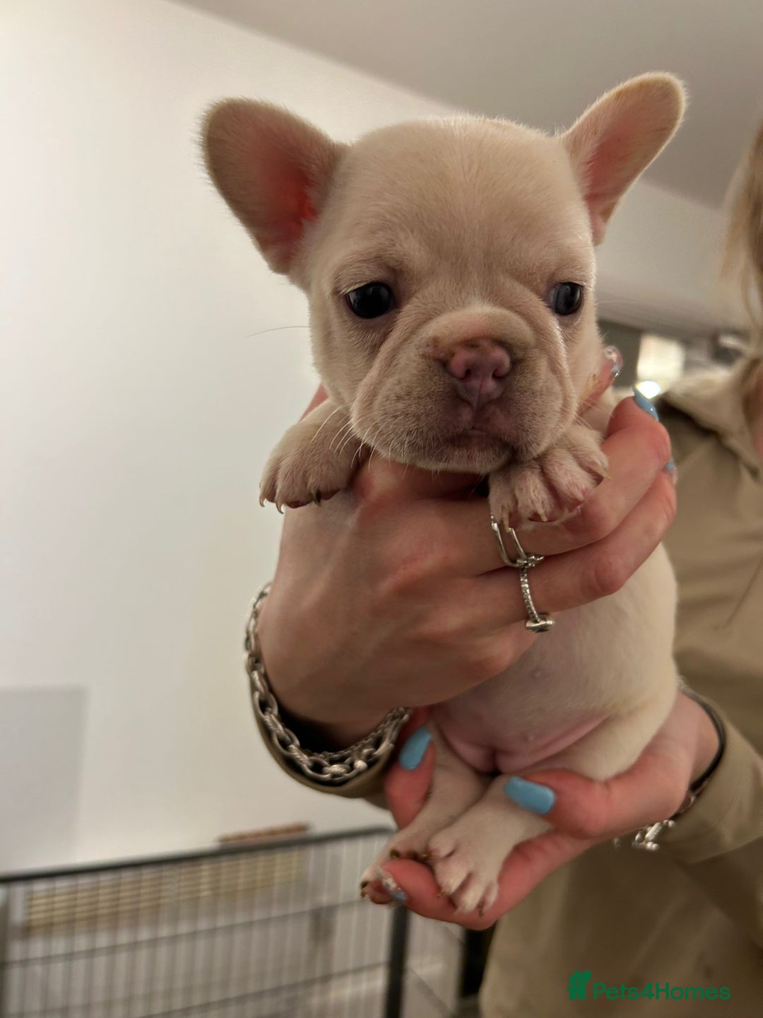 French Bulldog dogs for sale: French bulldog pups! - Image 7