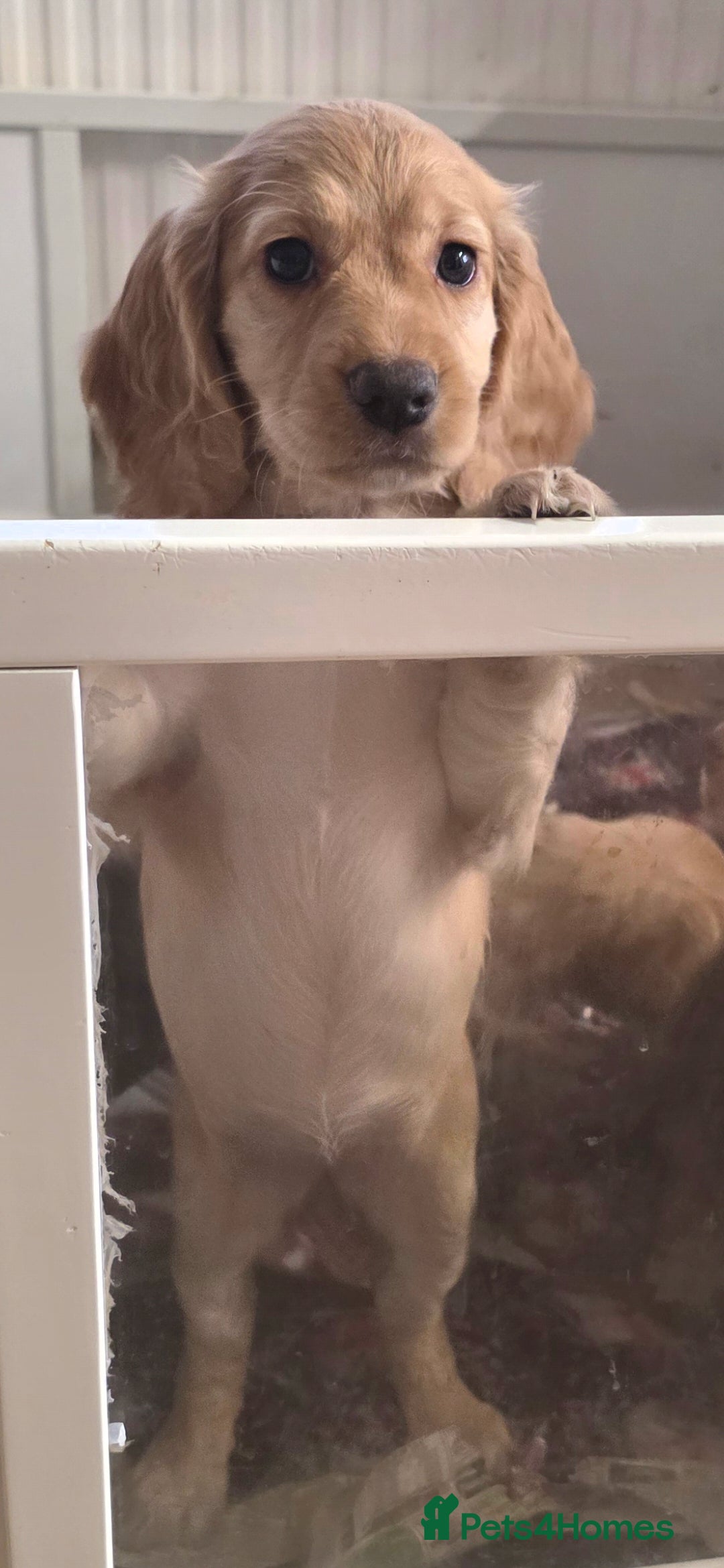 Cocker Spaniel dogs for sale: Working Cocker Spaniel Puppies - Advert 4