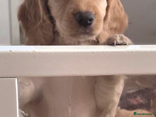 Cocker Spaniel dogs Working Cocker Spaniel Puppies - Advert 12