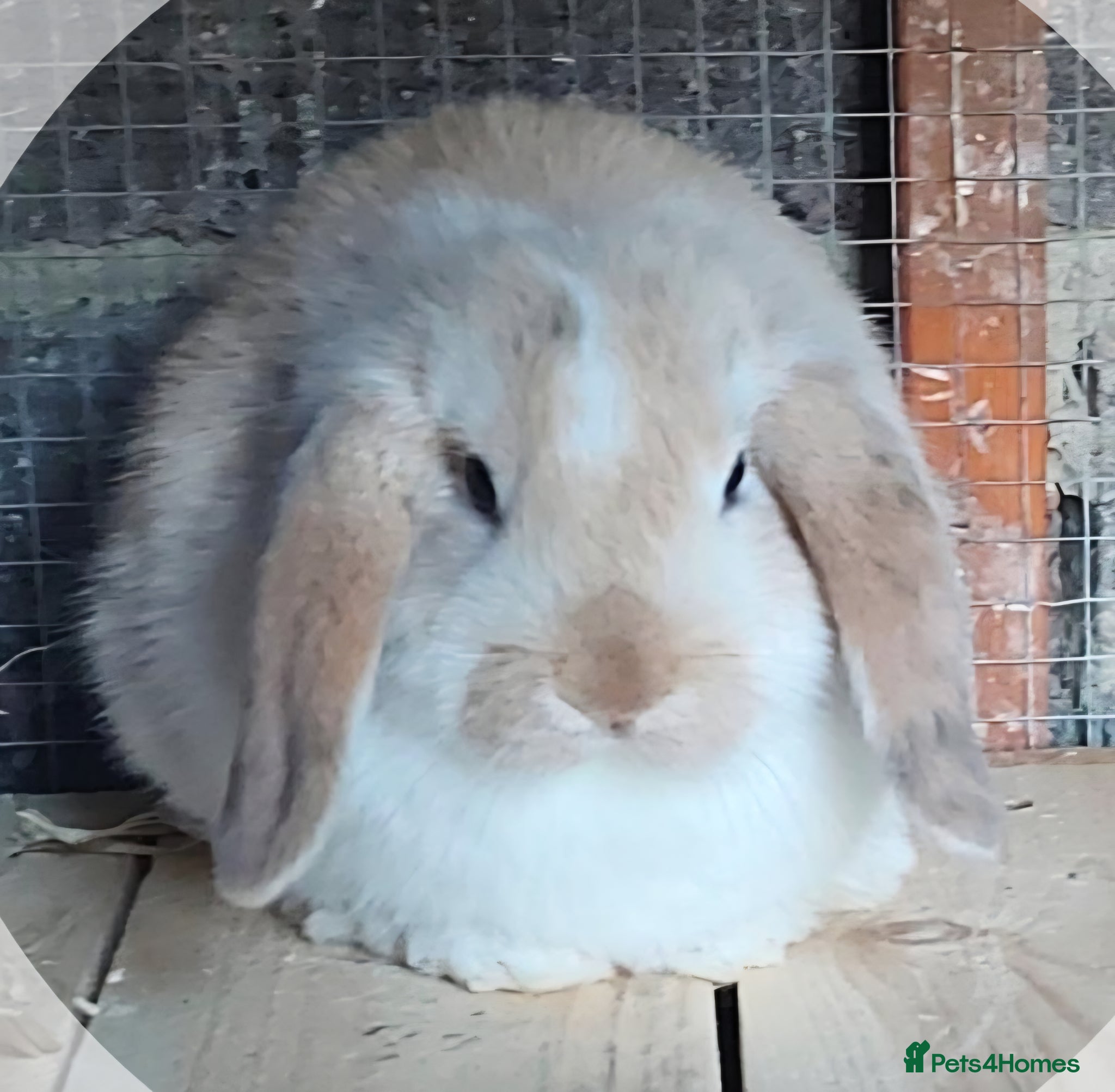 Mini Lop rabbits 2 neutered mini lops  - Advert 2