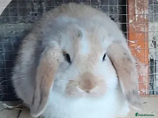 Mini Lop rabbits 2 neutered mini lops - Advert 2