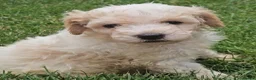 Mini Goldendoodle dogs for sale: The Mini Moo Crew F2B Miniature Goldendoodle Pups - Advert 19