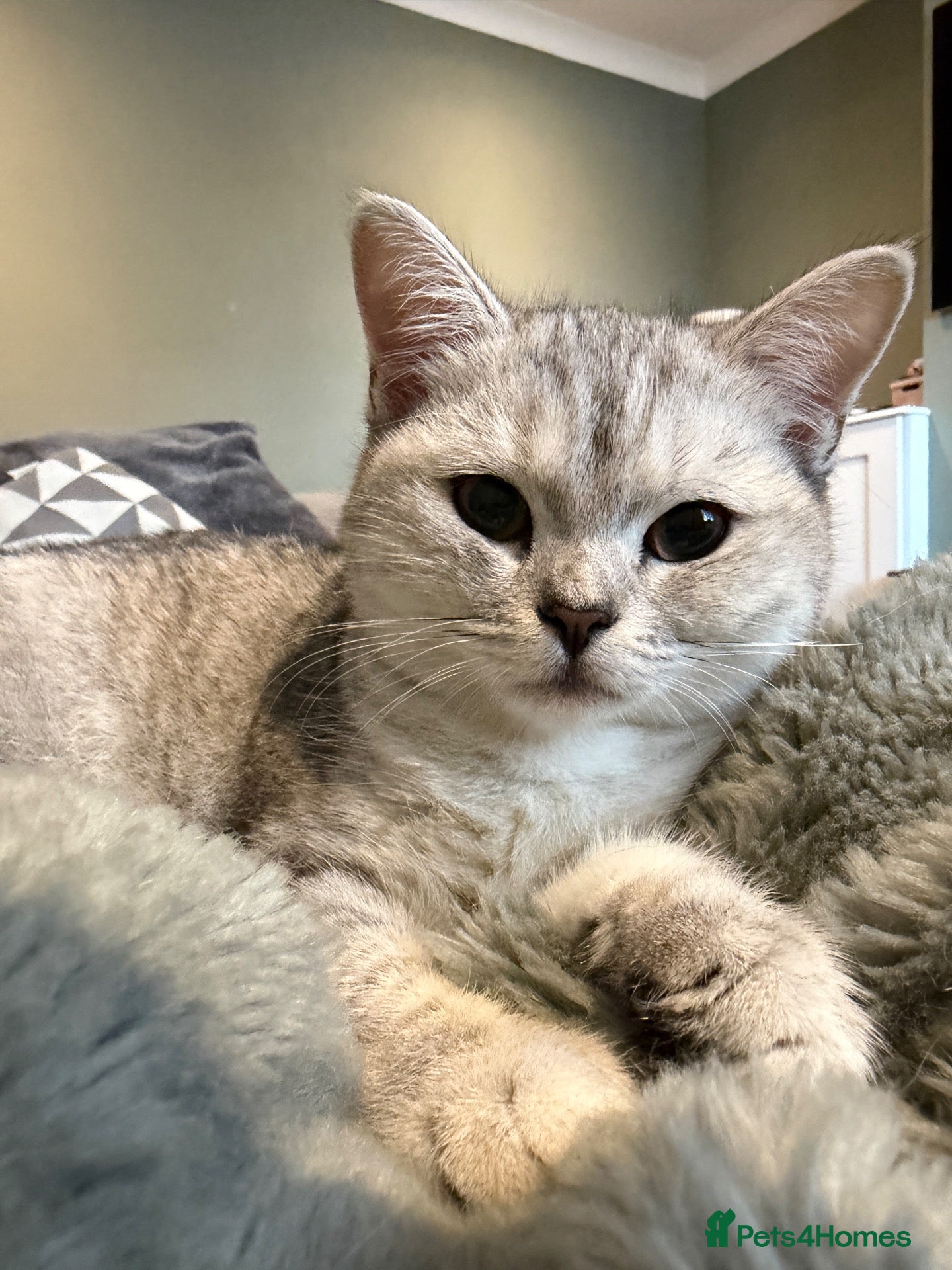 British Shorthair cats *Ready* 2 White & Grey British Short Hair Kittens  - Advert 2