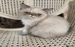 Exotic cats for sale: Outstanding Exotic Persian  - Image 9