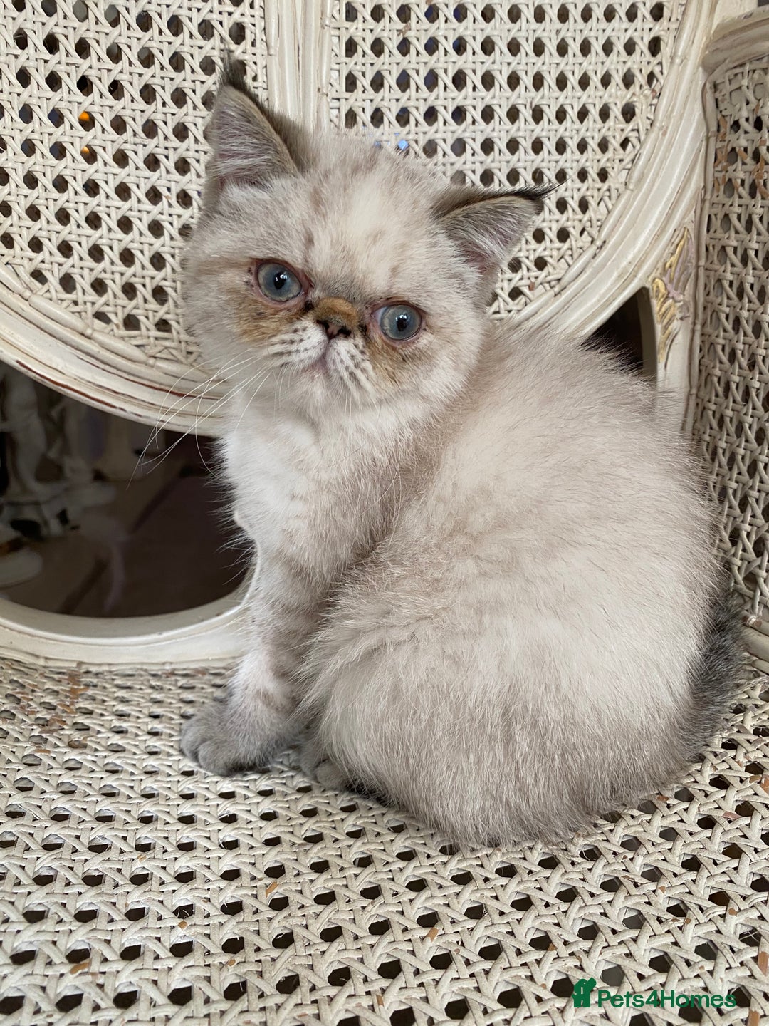 Exotic cats for sale: Outstanding Exotic Persian  - Image 9