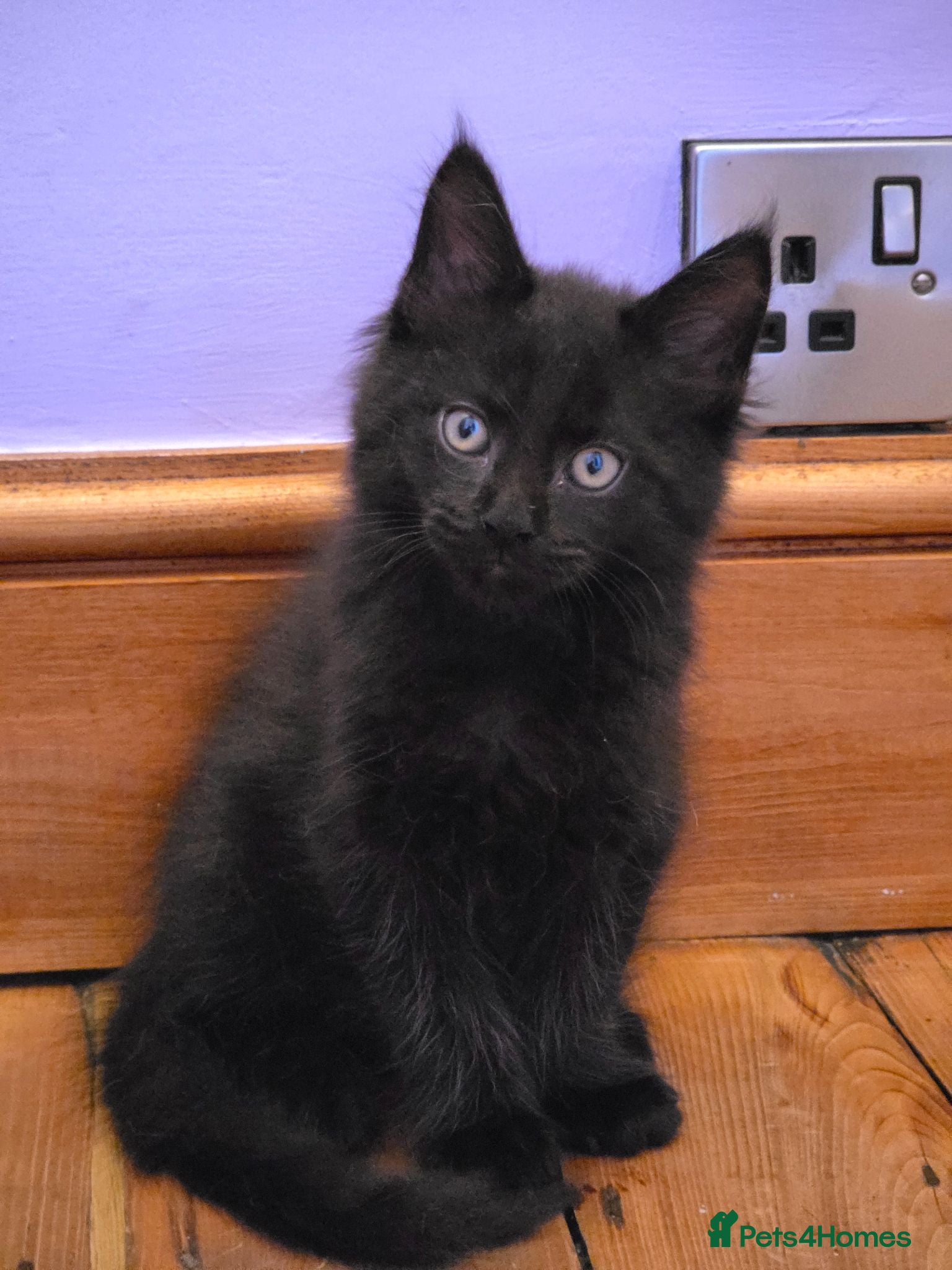 Maine Coon cats Pedigree Pure TICA Registered Maine Coon Kittens - Advert 1