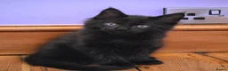 Maine Coon cats for sale: Pedigree Pure TICA Registered Maine Coon Kittens - Advert 5